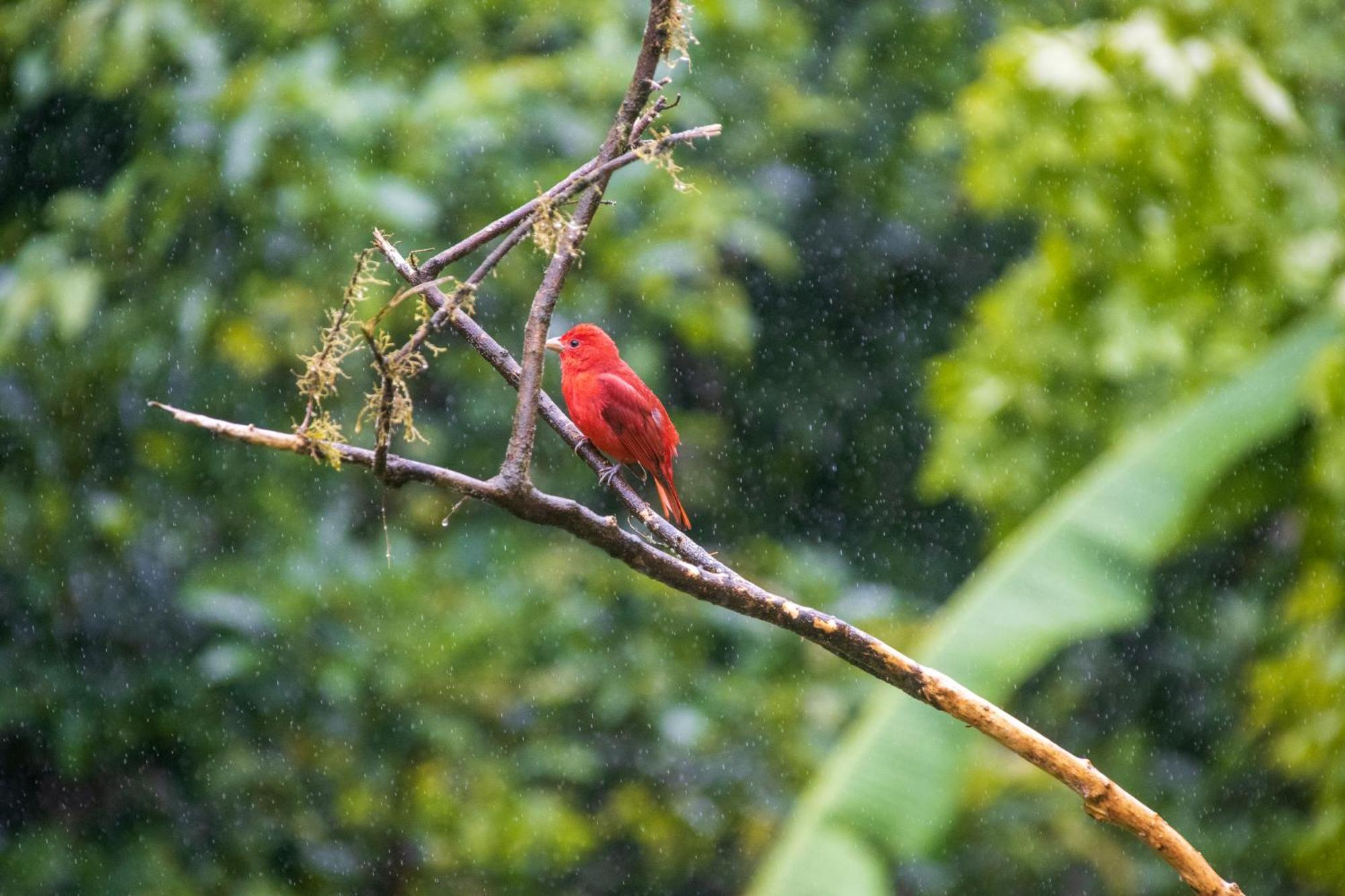 Aves De Tierras Altas Villa Bijagua Eksteriør bilde