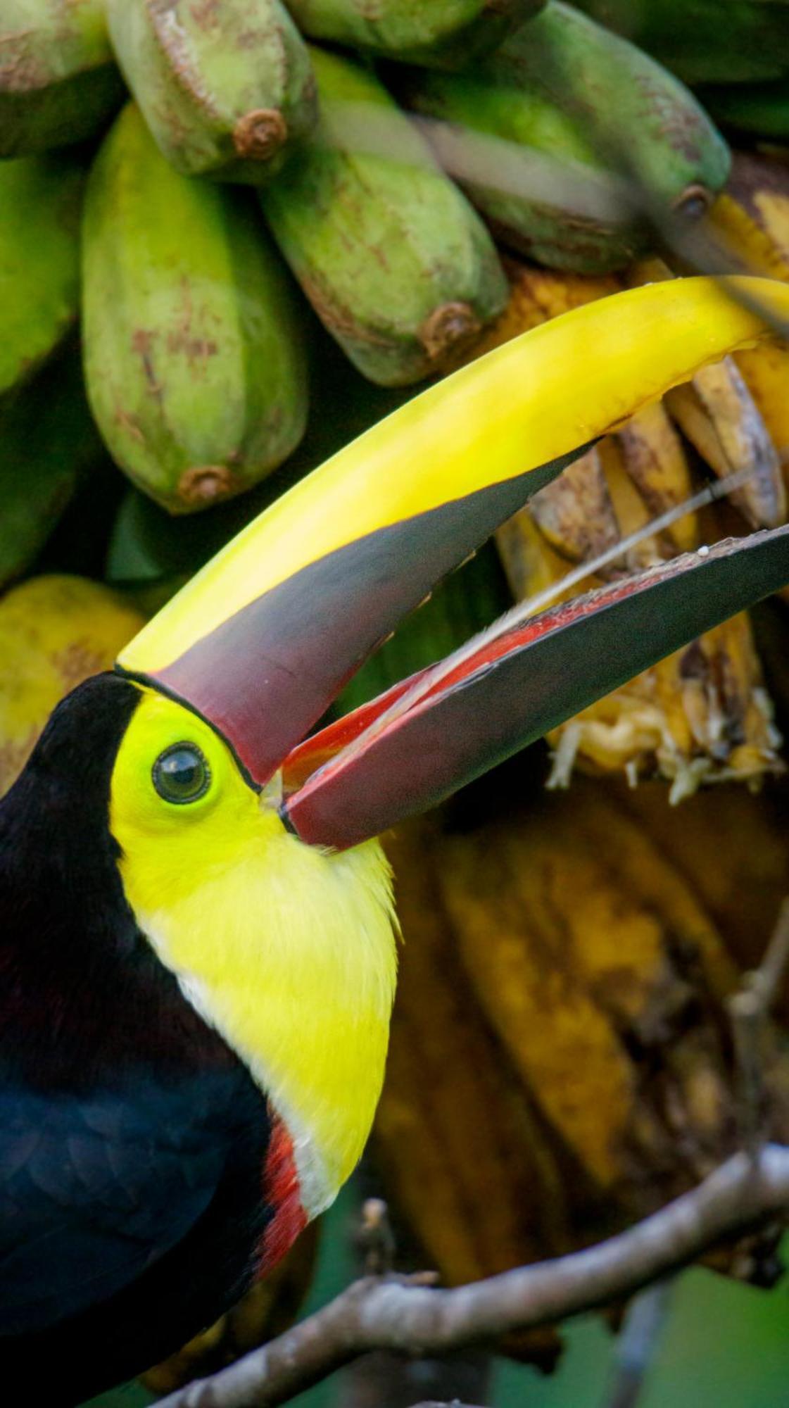 Aves De Tierras Altas Villa Bijagua Eksteriør bilde