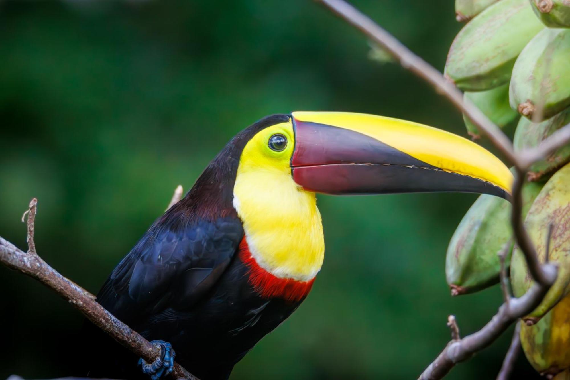 Aves De Tierras Altas Villa Bijagua Eksteriør bilde