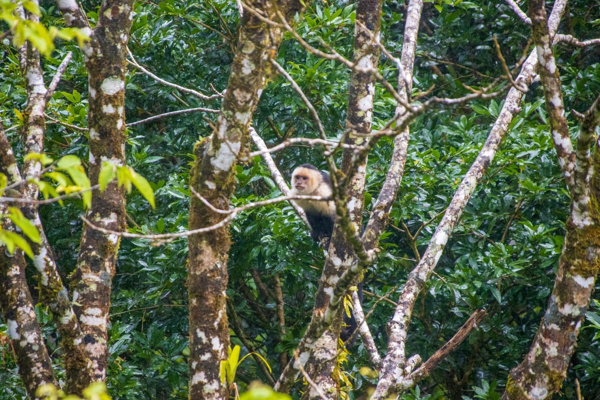 Aves De Tierras Altas Villa Bijagua Eksteriør bilde