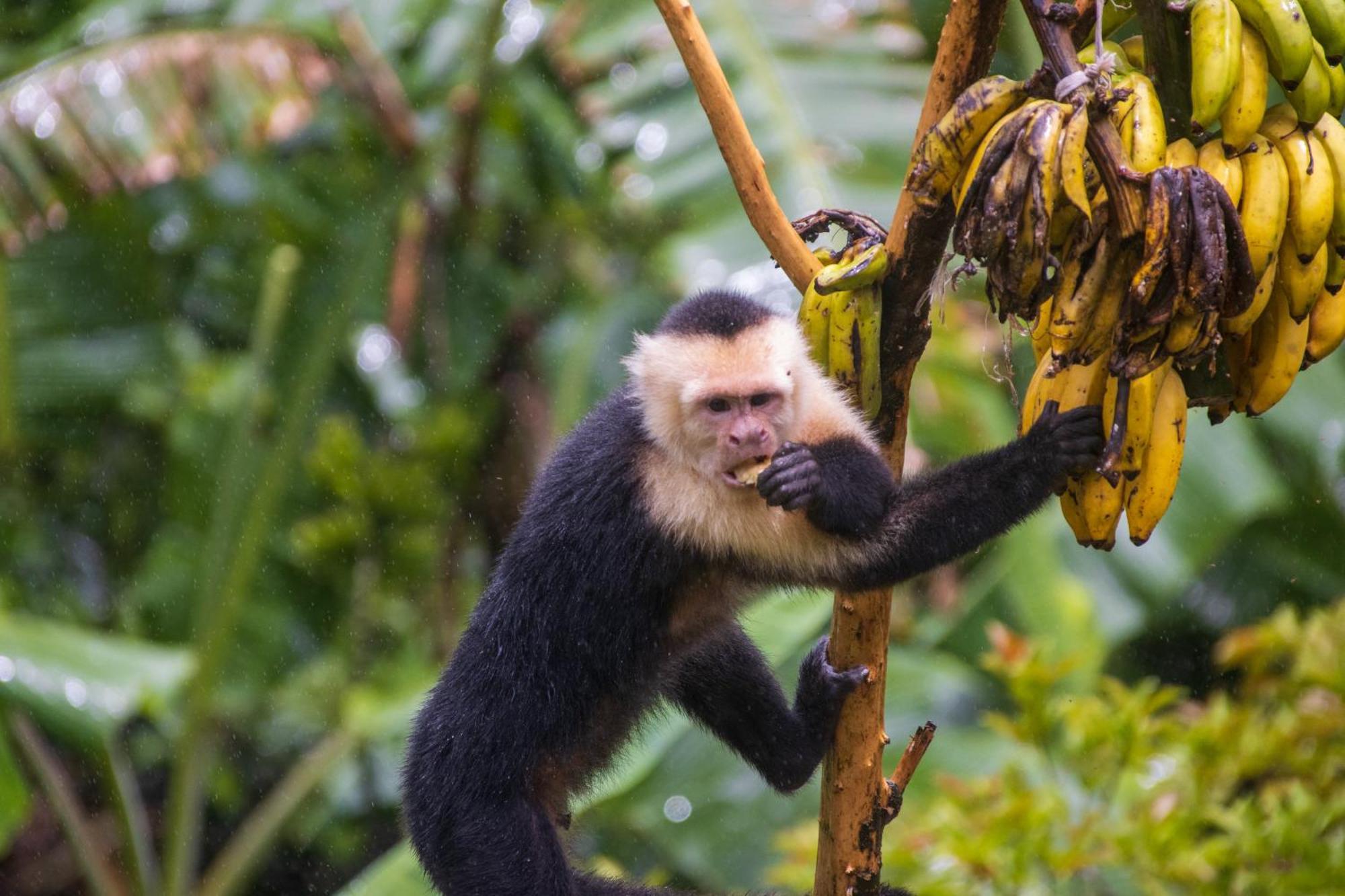 Aves De Tierras Altas Villa Bijagua Eksteriør bilde